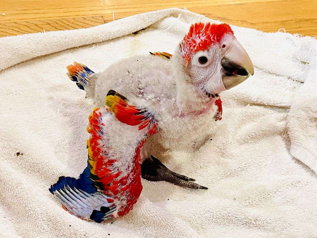 Scarlet Macaw Chick 