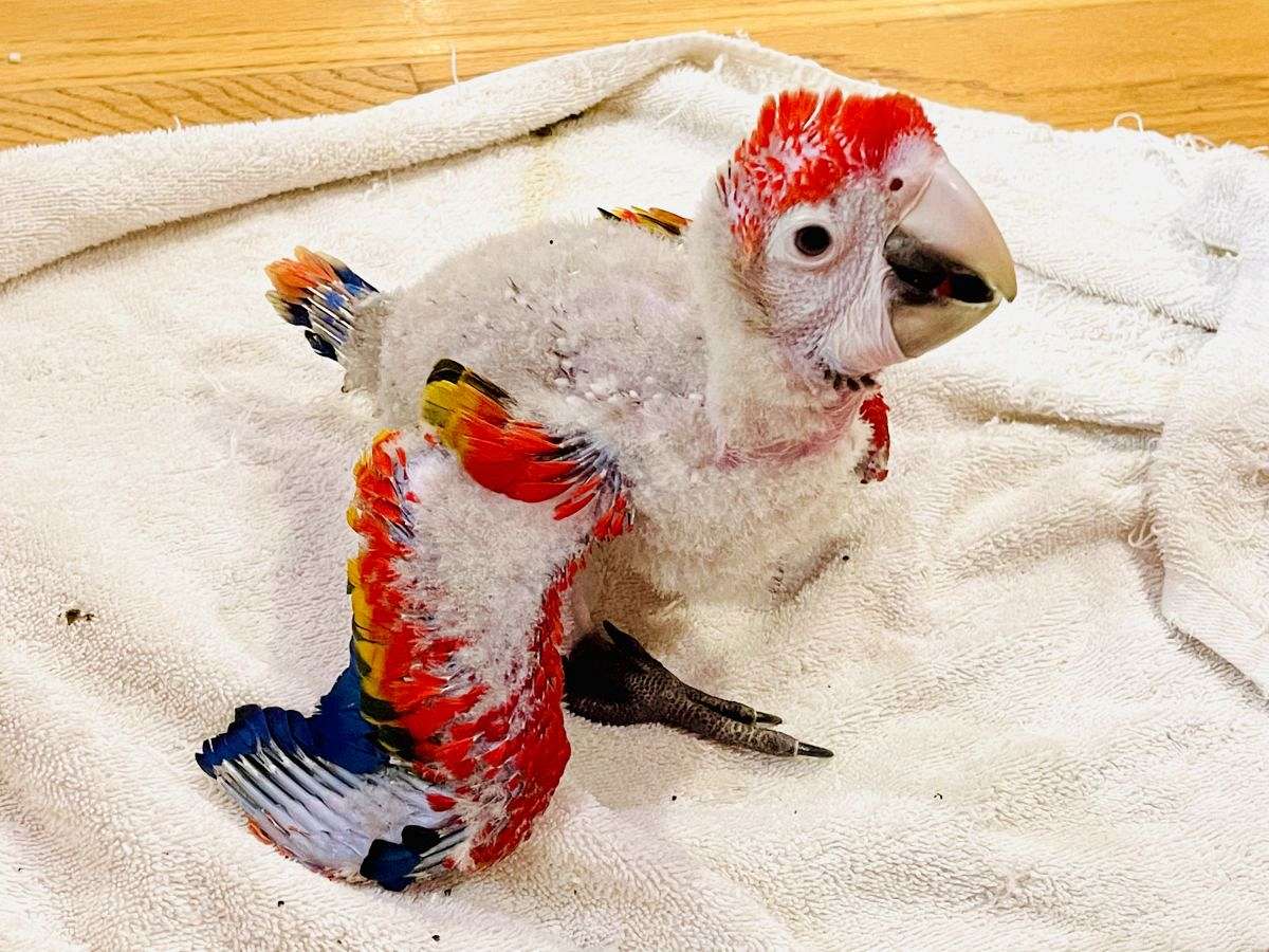 Scarlet macaw chick