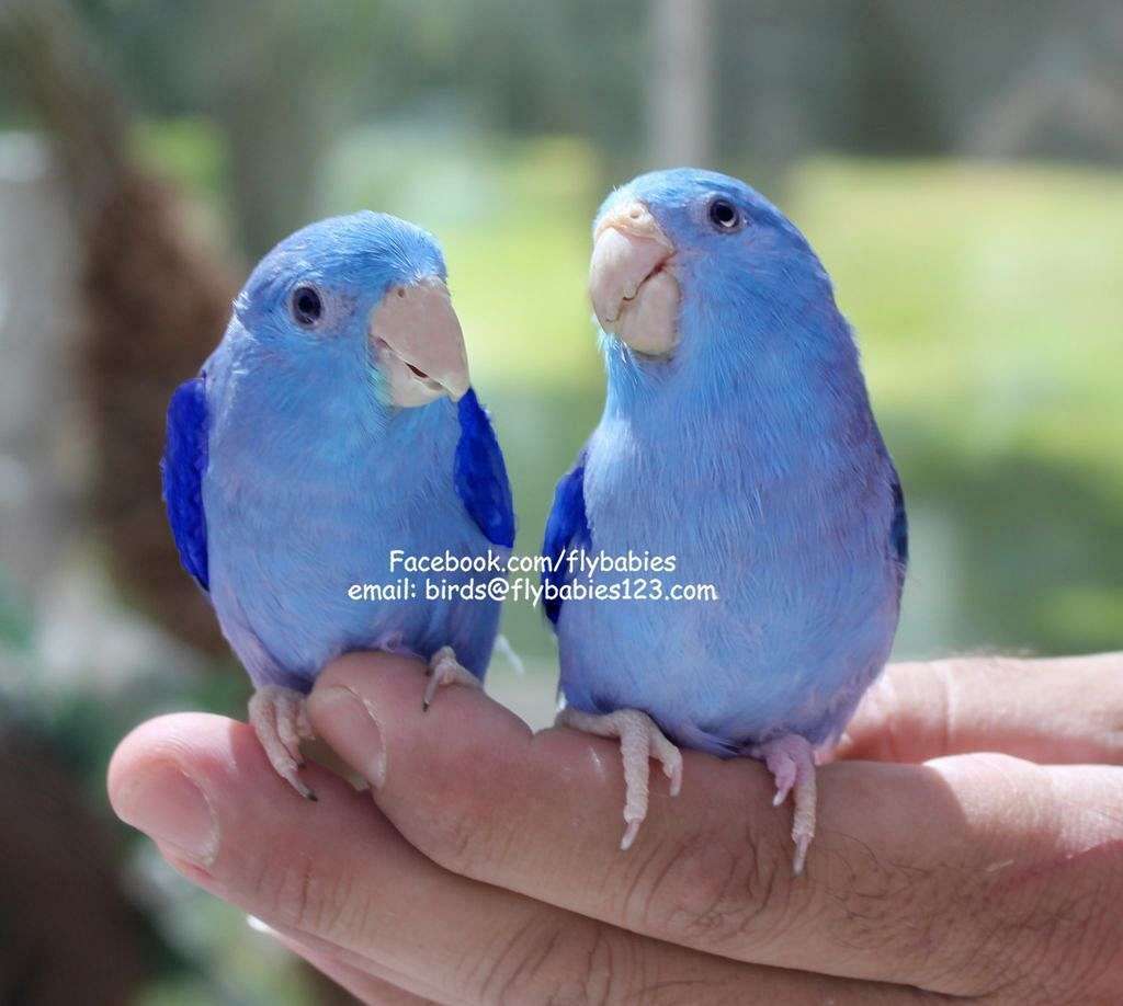 Ask about the $100 Discount - Blue Parrotlets