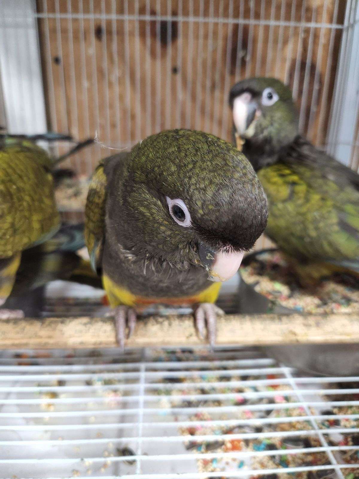 Baby Patagonians