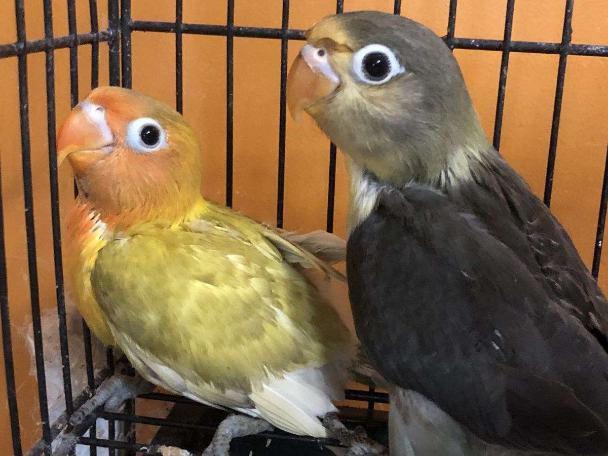 Baby lovebirds for sale
