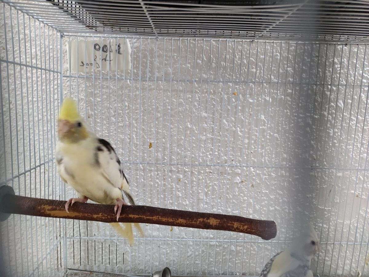 Whiteface Cockatiels Handfed