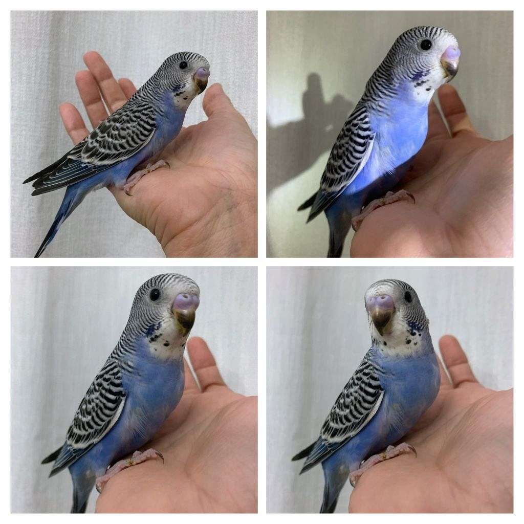 Parakeet babies handfed weaned