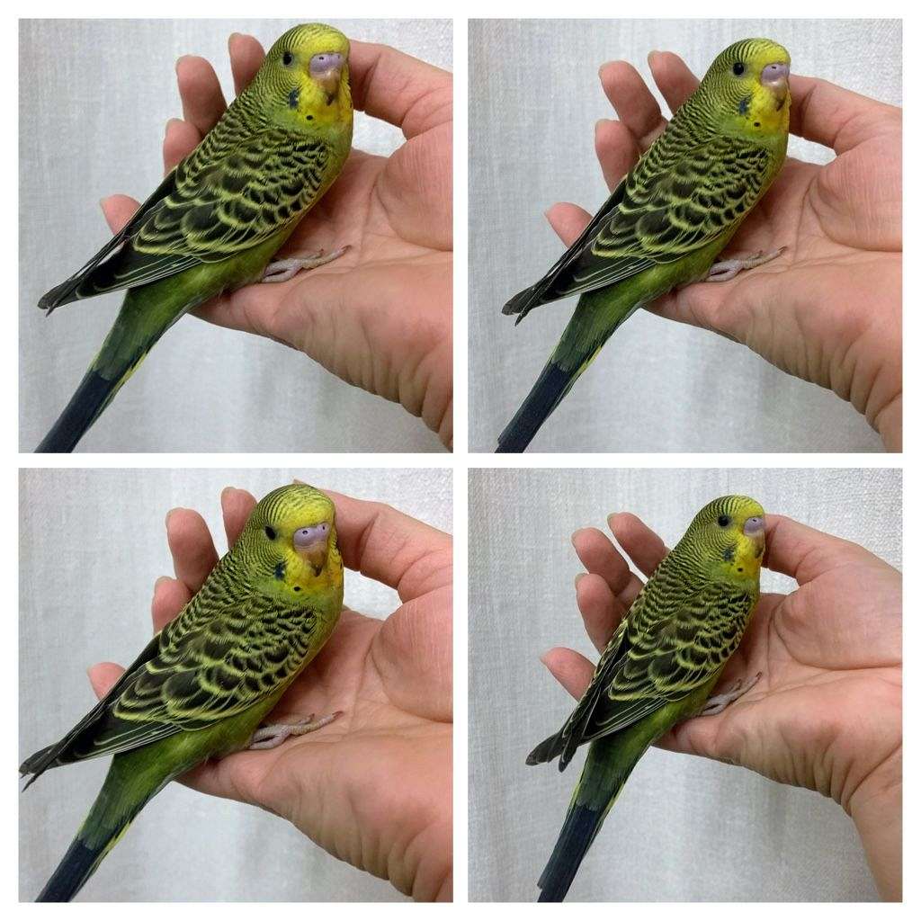 Parakeet babies handfed weaned