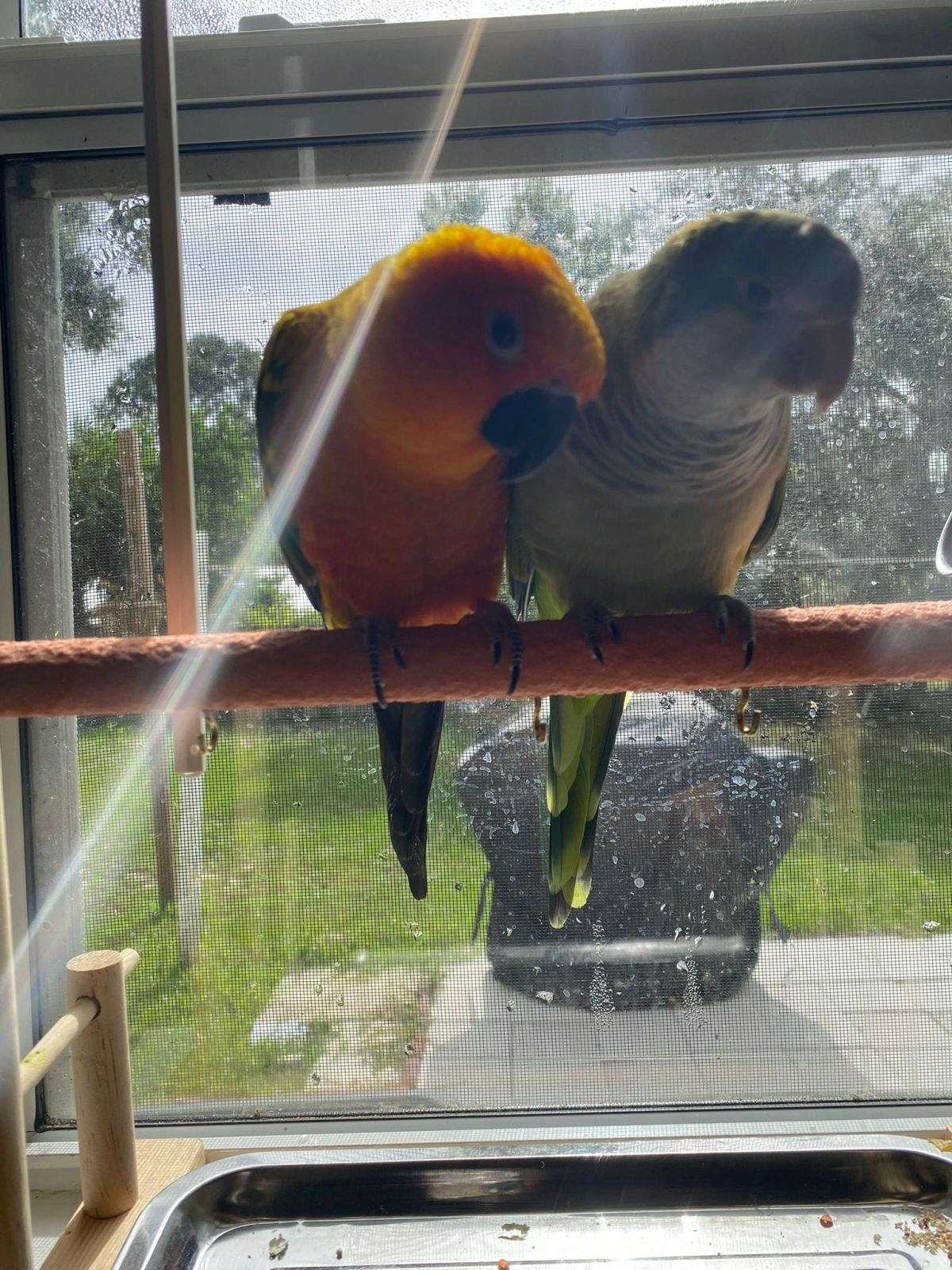 Loveable Quaker Parrot