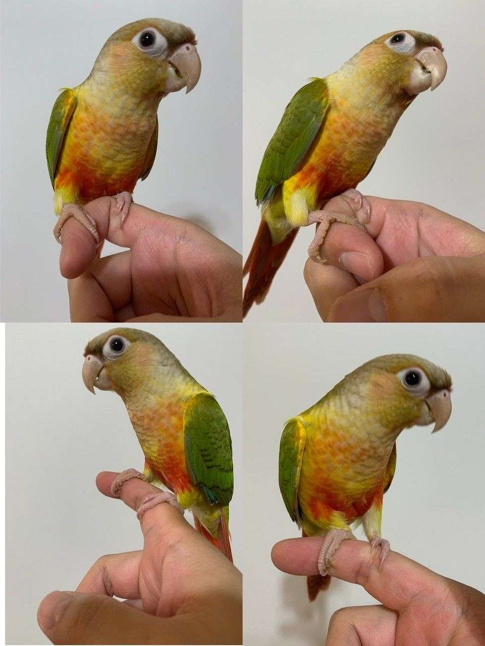 Reduced Price Beautiful Male Baby Pineapple Green Cheek Conure