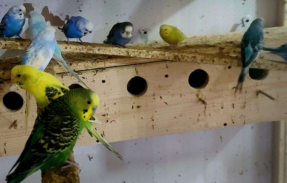 10 parakeets