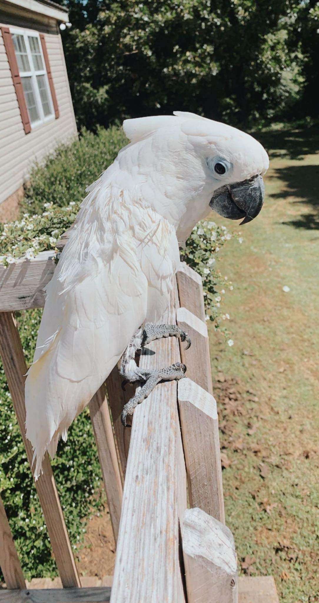 solomon cockatoo for sale