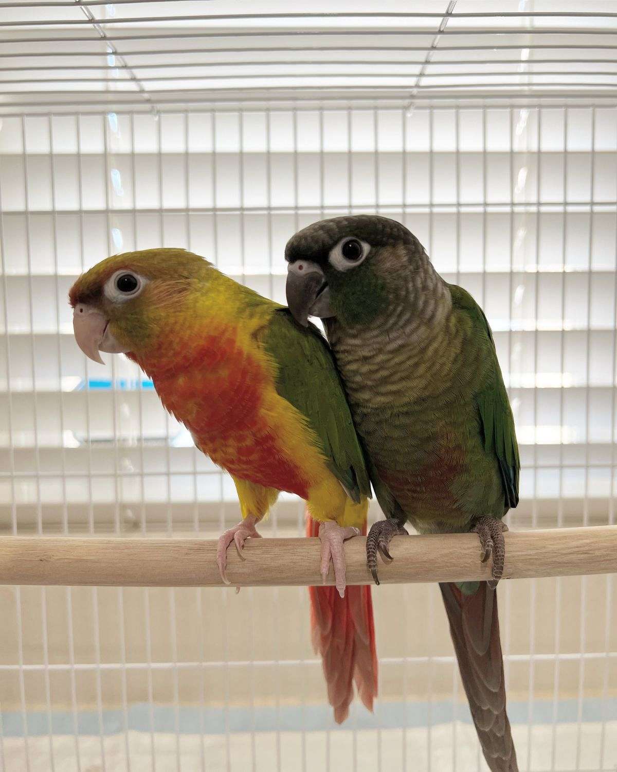 Green cheek conures