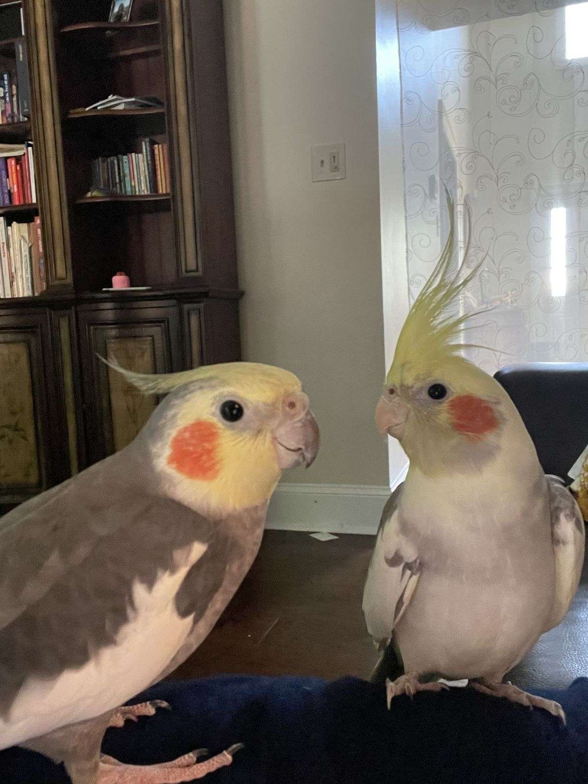 Bonded Cockatiels 5683