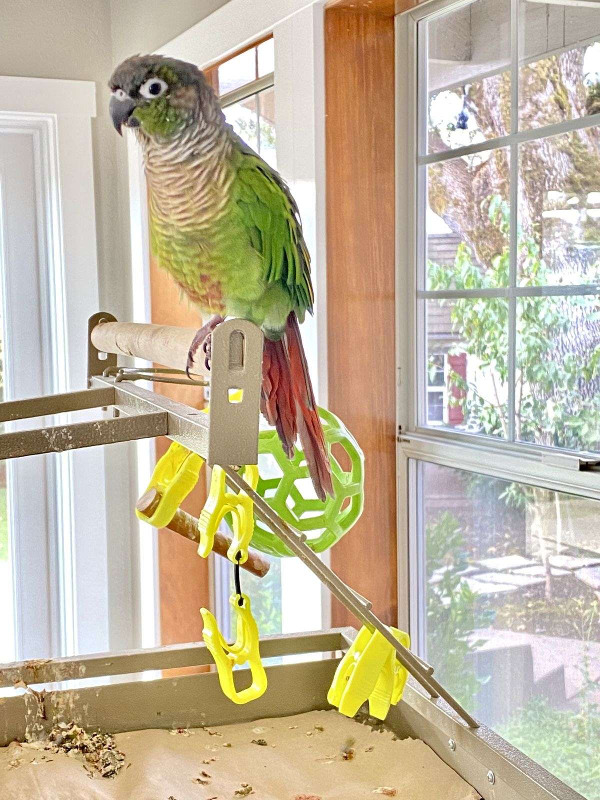 Green Cheek Conure