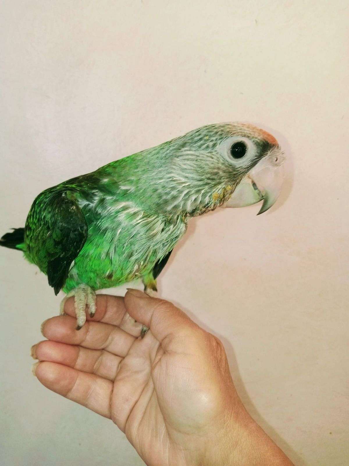 Cape Parrot Baby Super Rare 2023 hatch