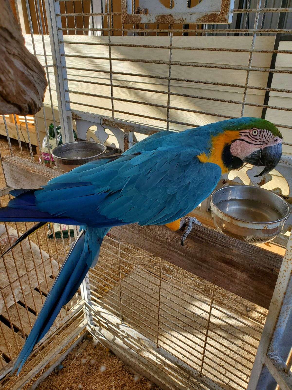 Illustration of Macaw Backyard Habitats For Sale