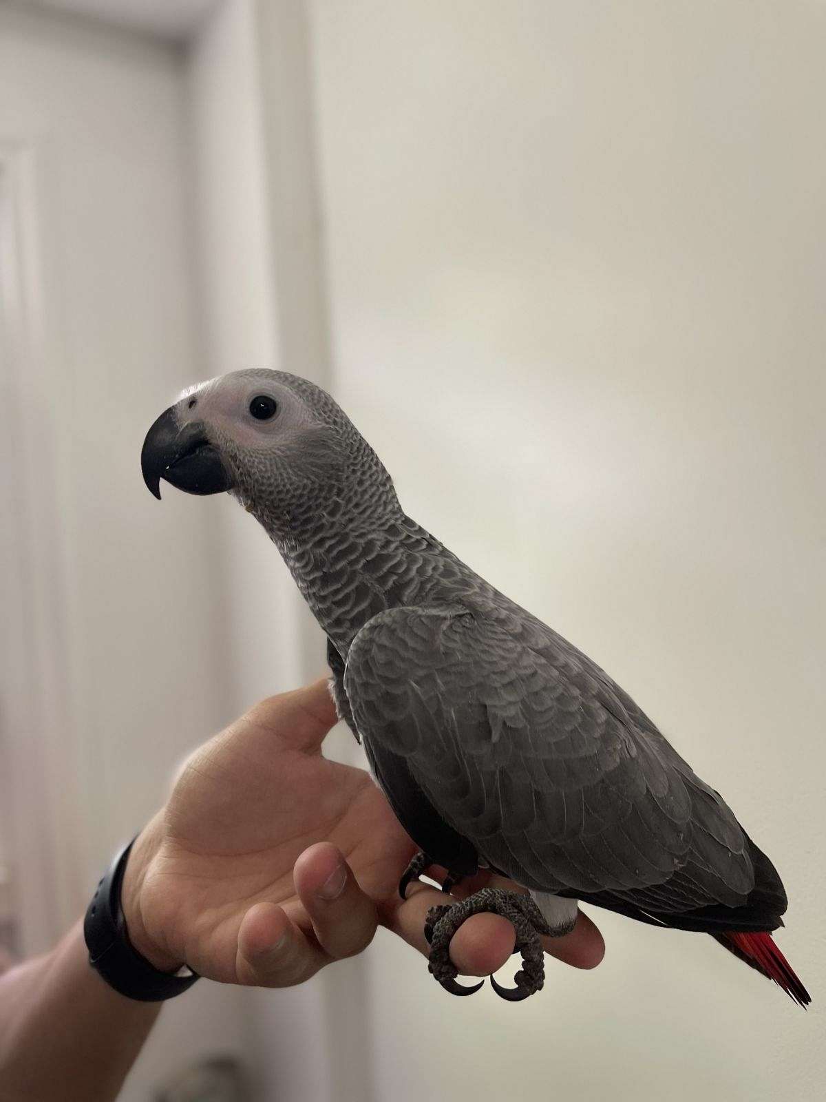 African Grey Baby’s