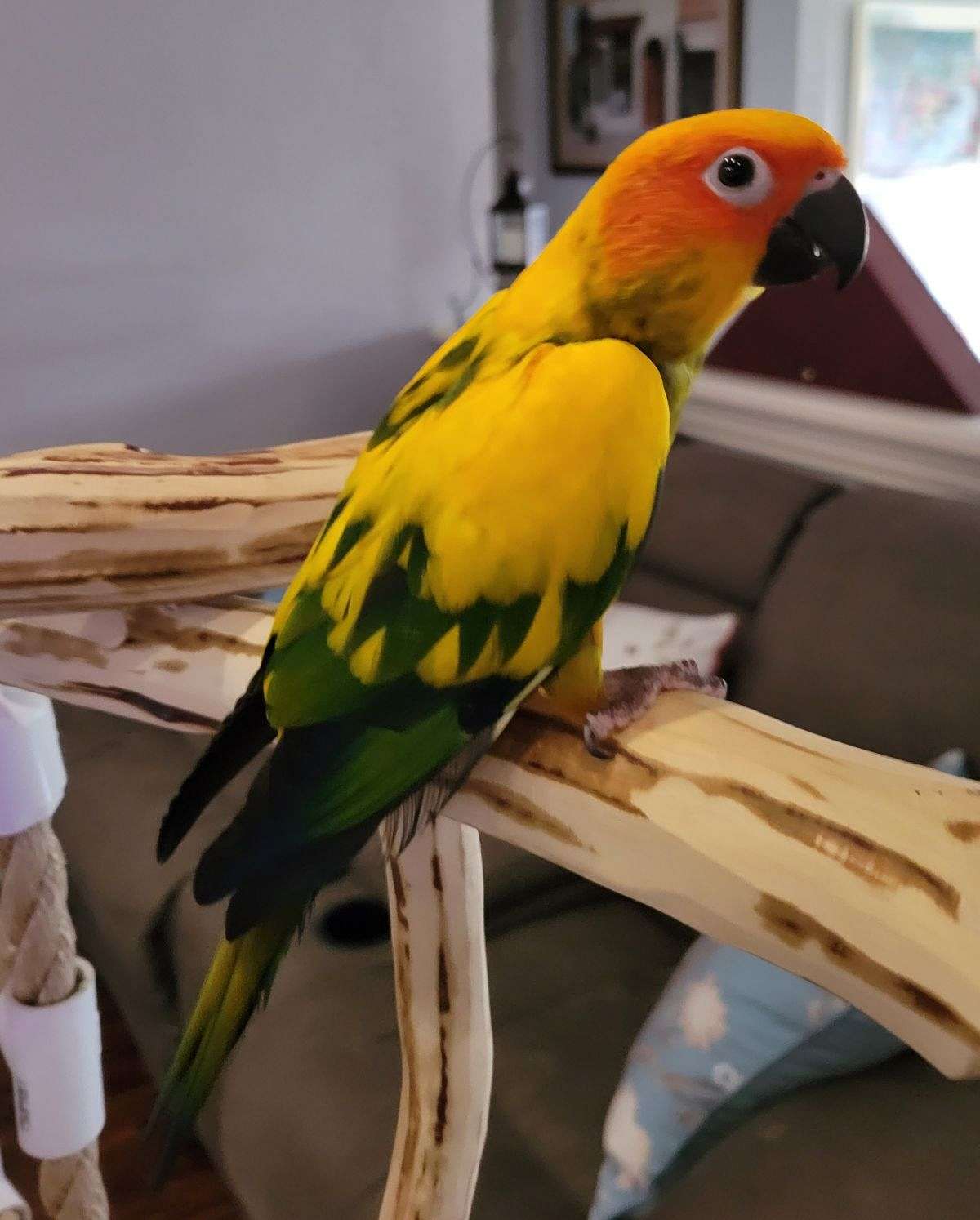 Caruso ~ High Yellow Sun Conure ~ Vedder Feathered Friends ~ Fort Worth, TX