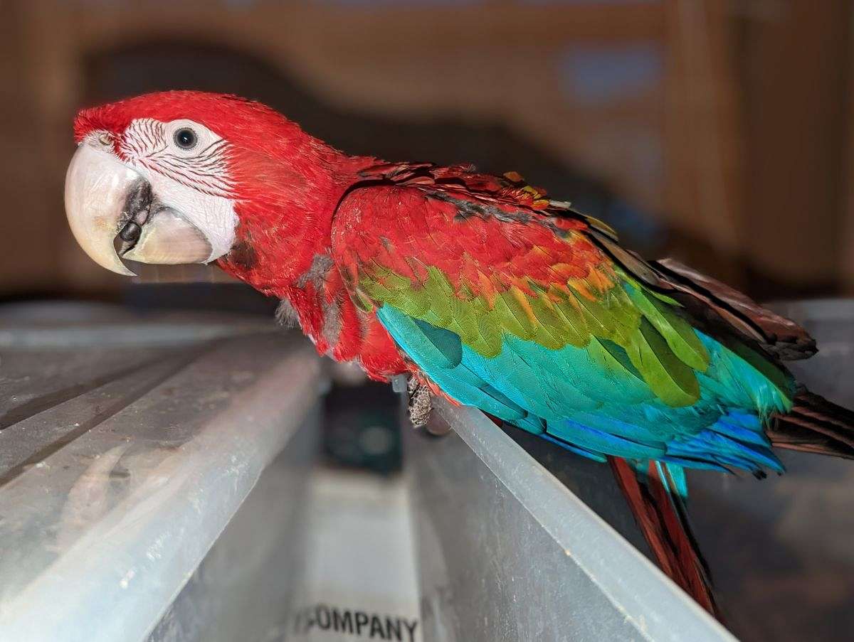 Green Wing Macaw available for deposit