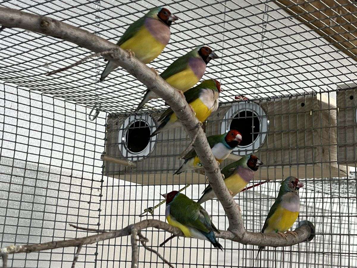 Lady Gouldians Finches
