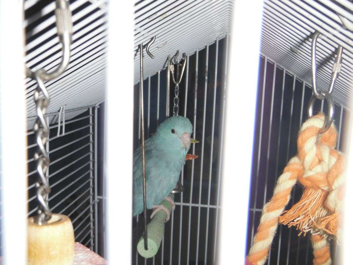 Parrotlets Ready to Go