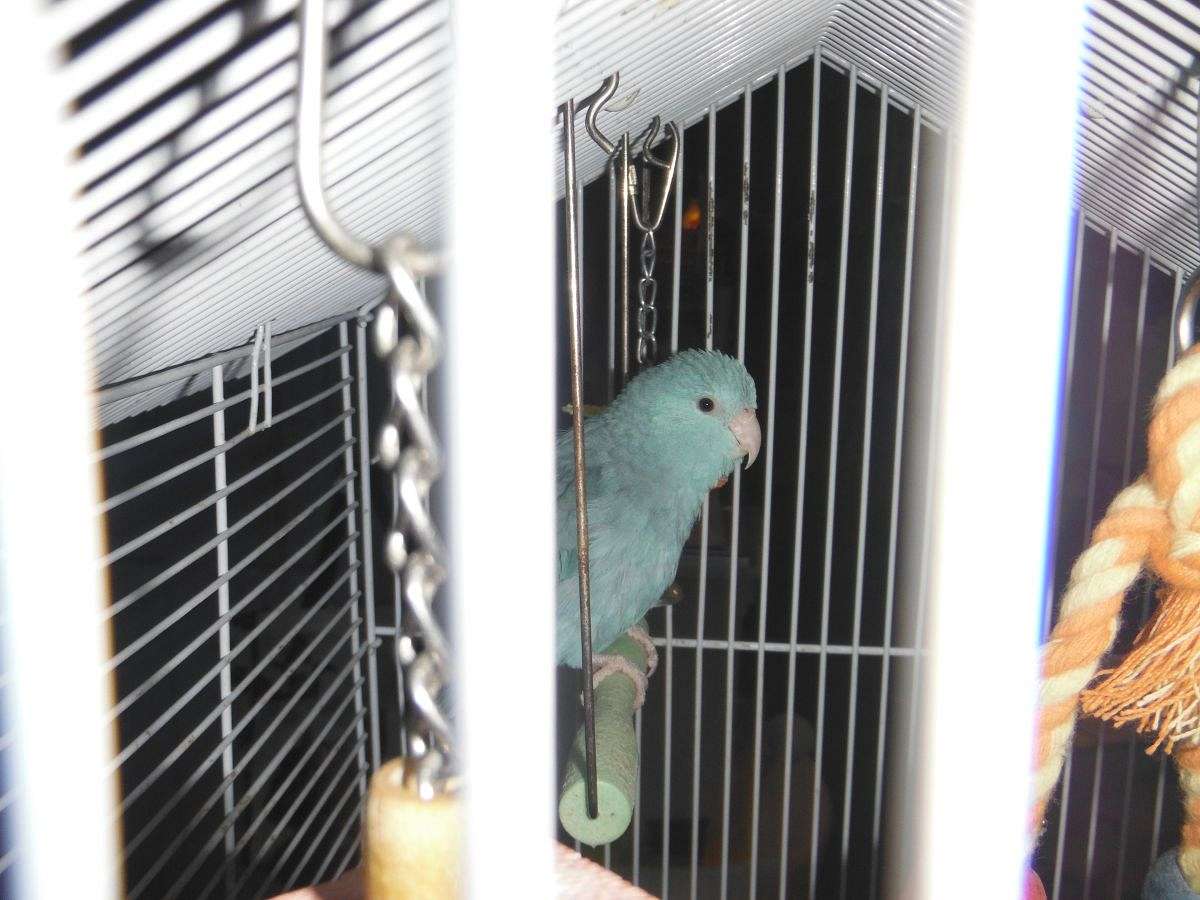 Parrotlets Ready to Go