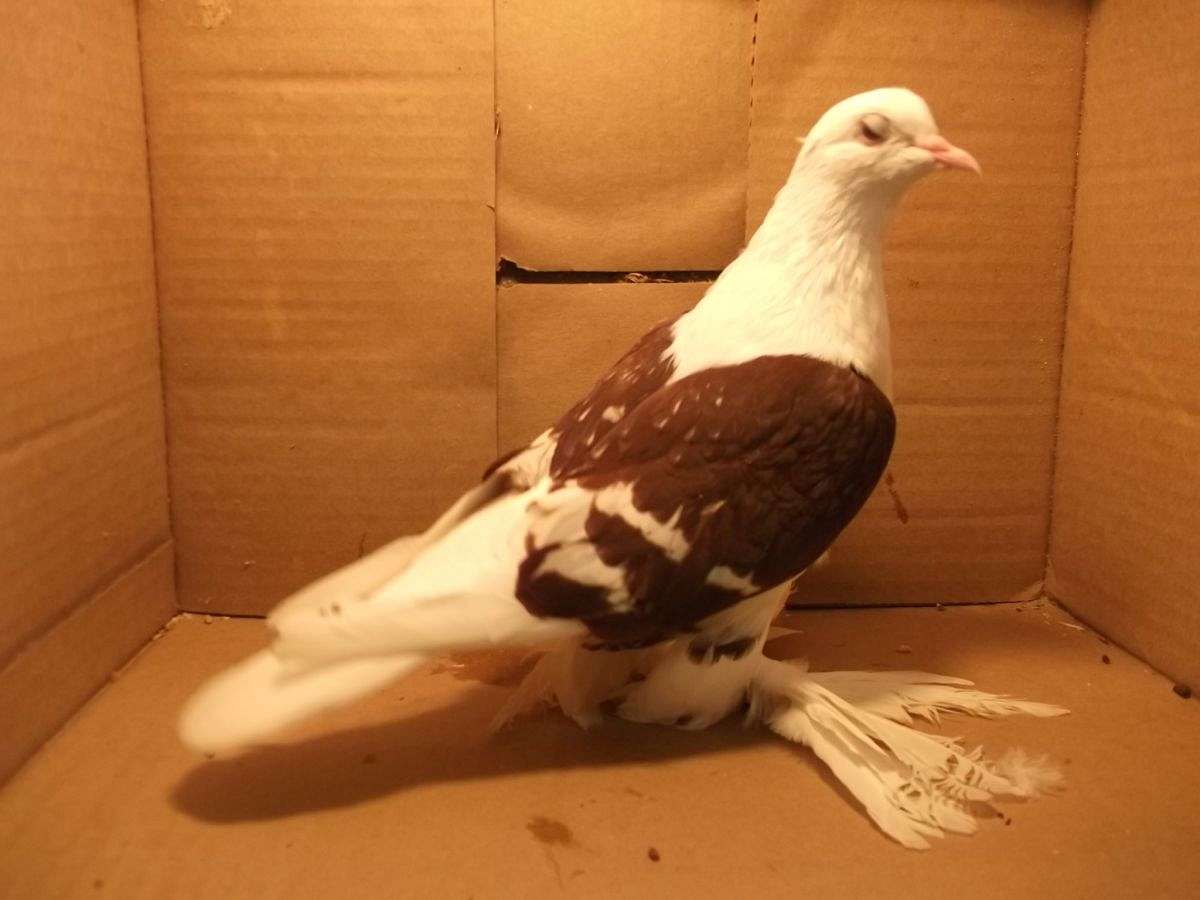 Red White Bar Saxson Shield