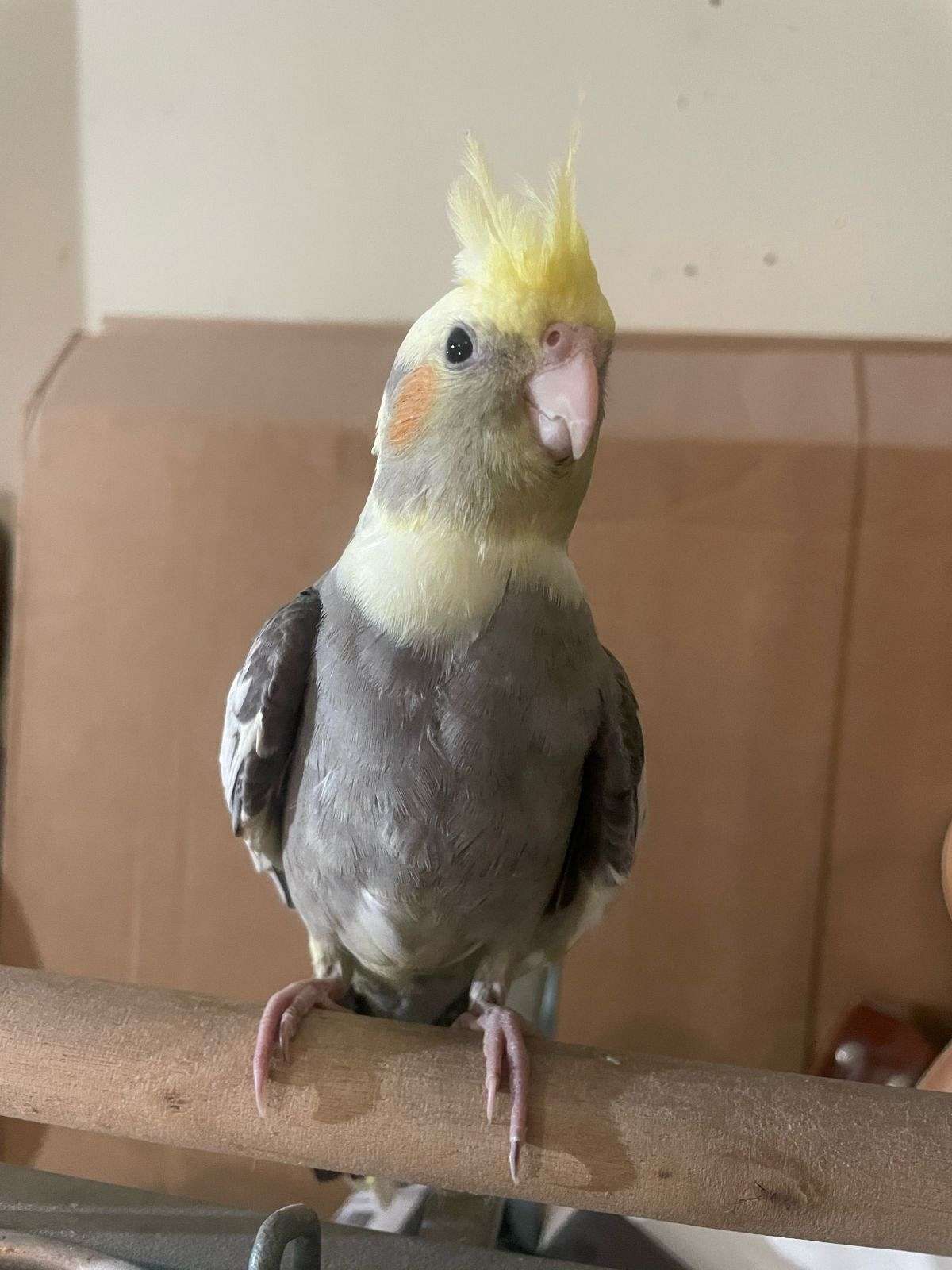 baby cockatoo