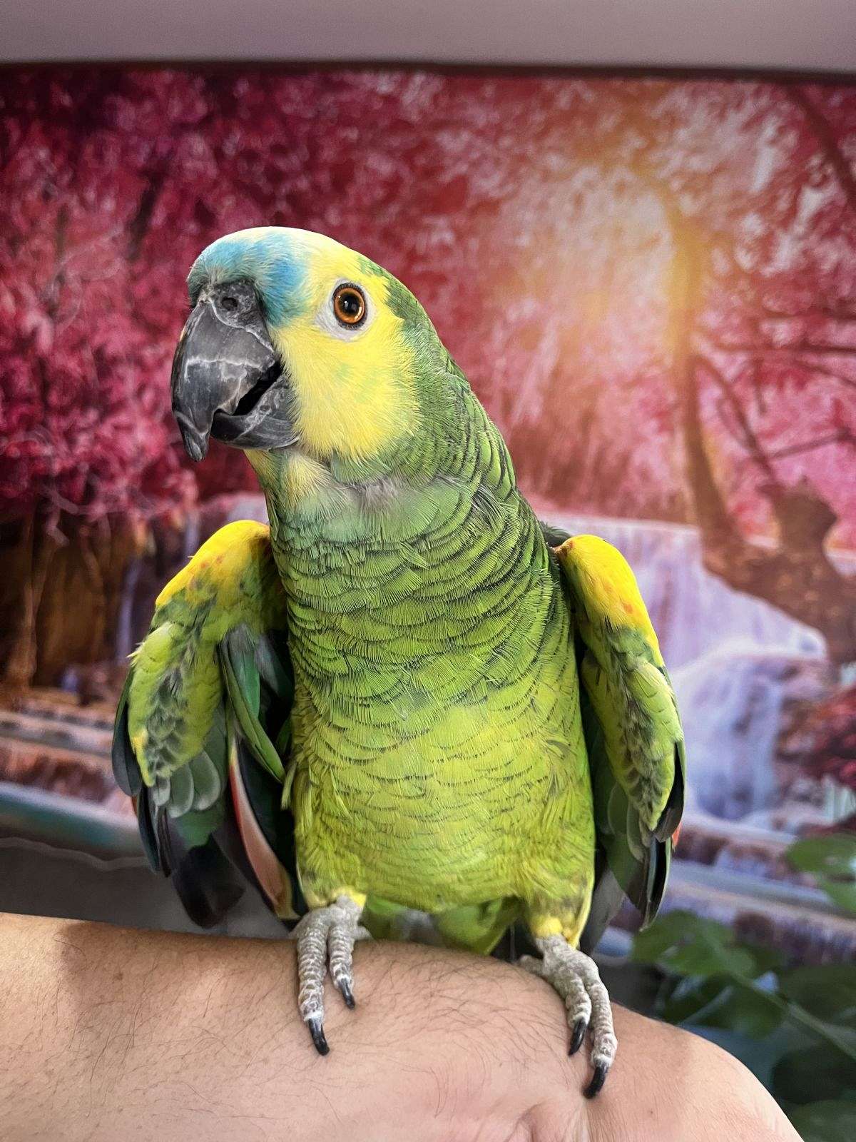 Beautiful Male Blue Front Amazon Parrot   Playful Tame Amazon Parrot For Sale 