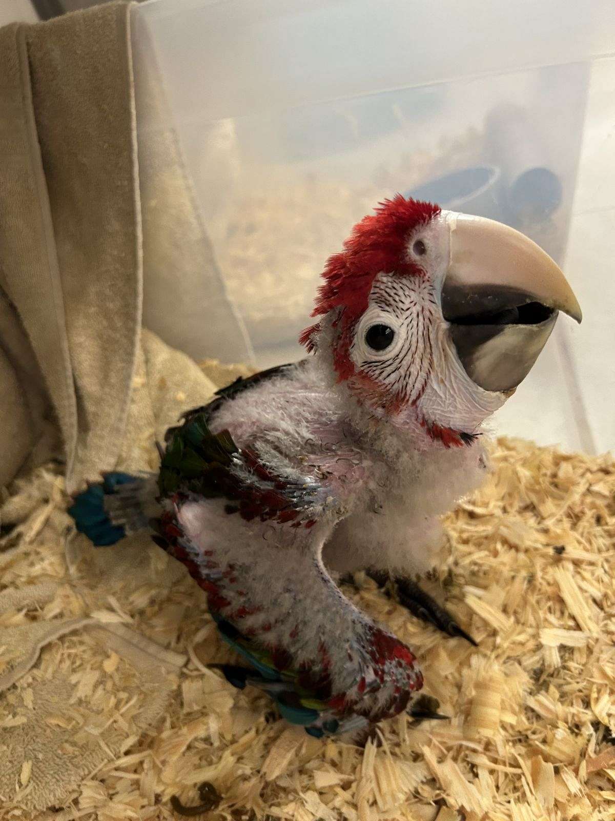 Greenwing Macaw Baby