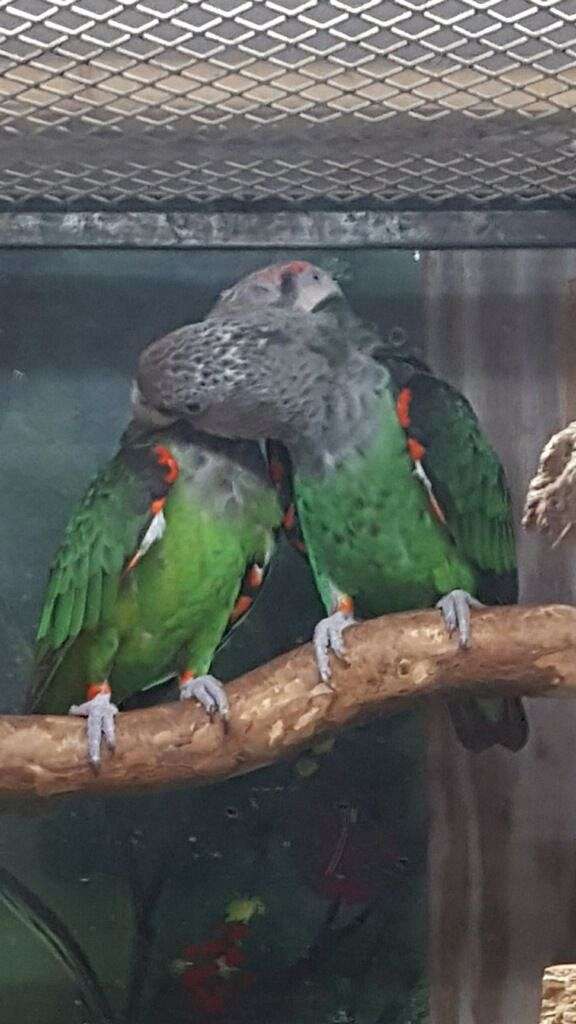 Cape Parrot for Sale