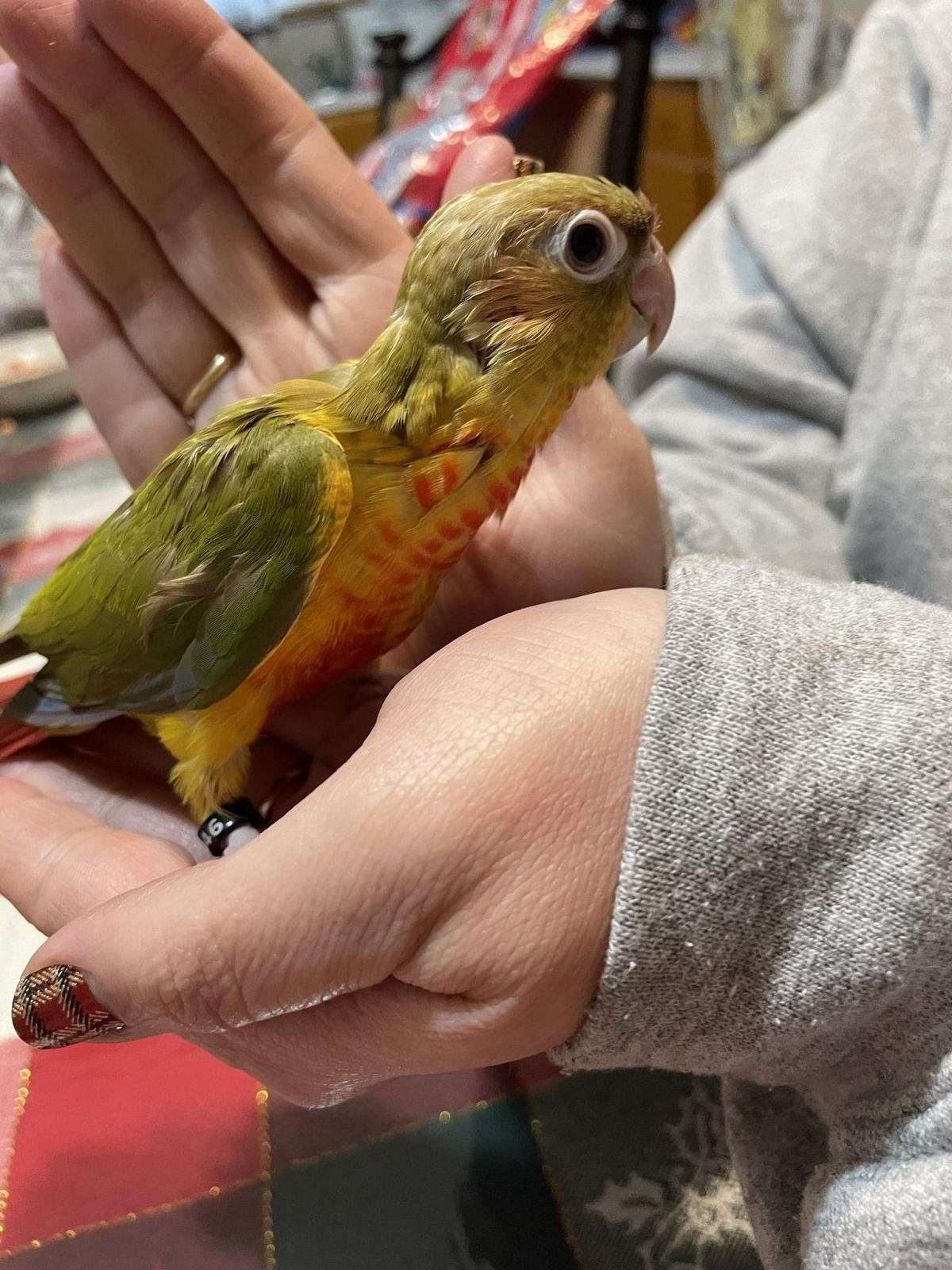 Cinnamon Red Factor Green Cheek Conure Baby