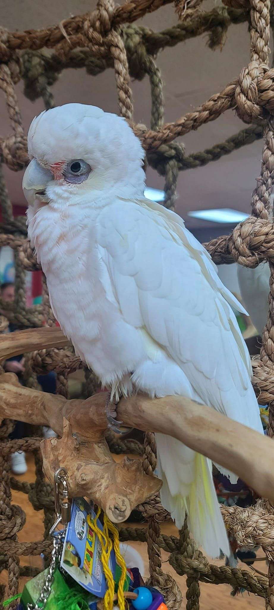 bare eyed cockatoo dust