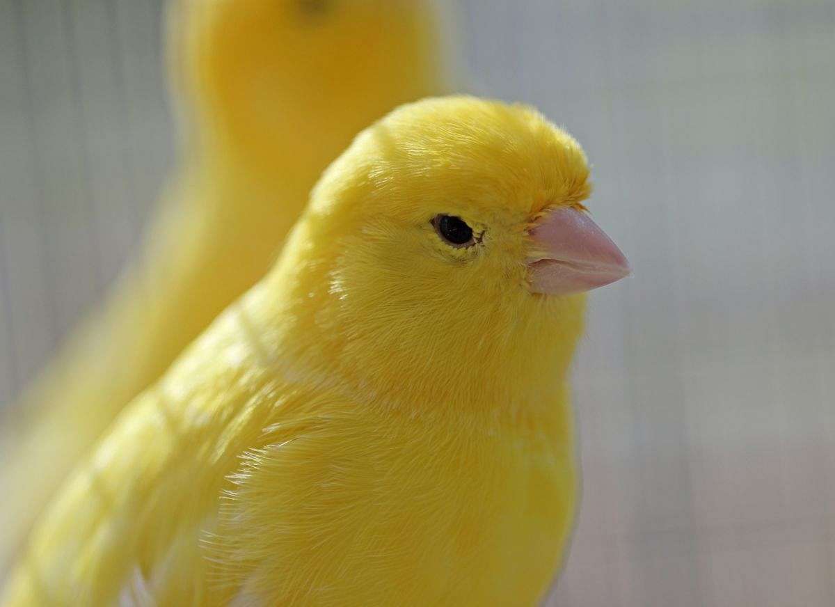 yellow singing canary for sale