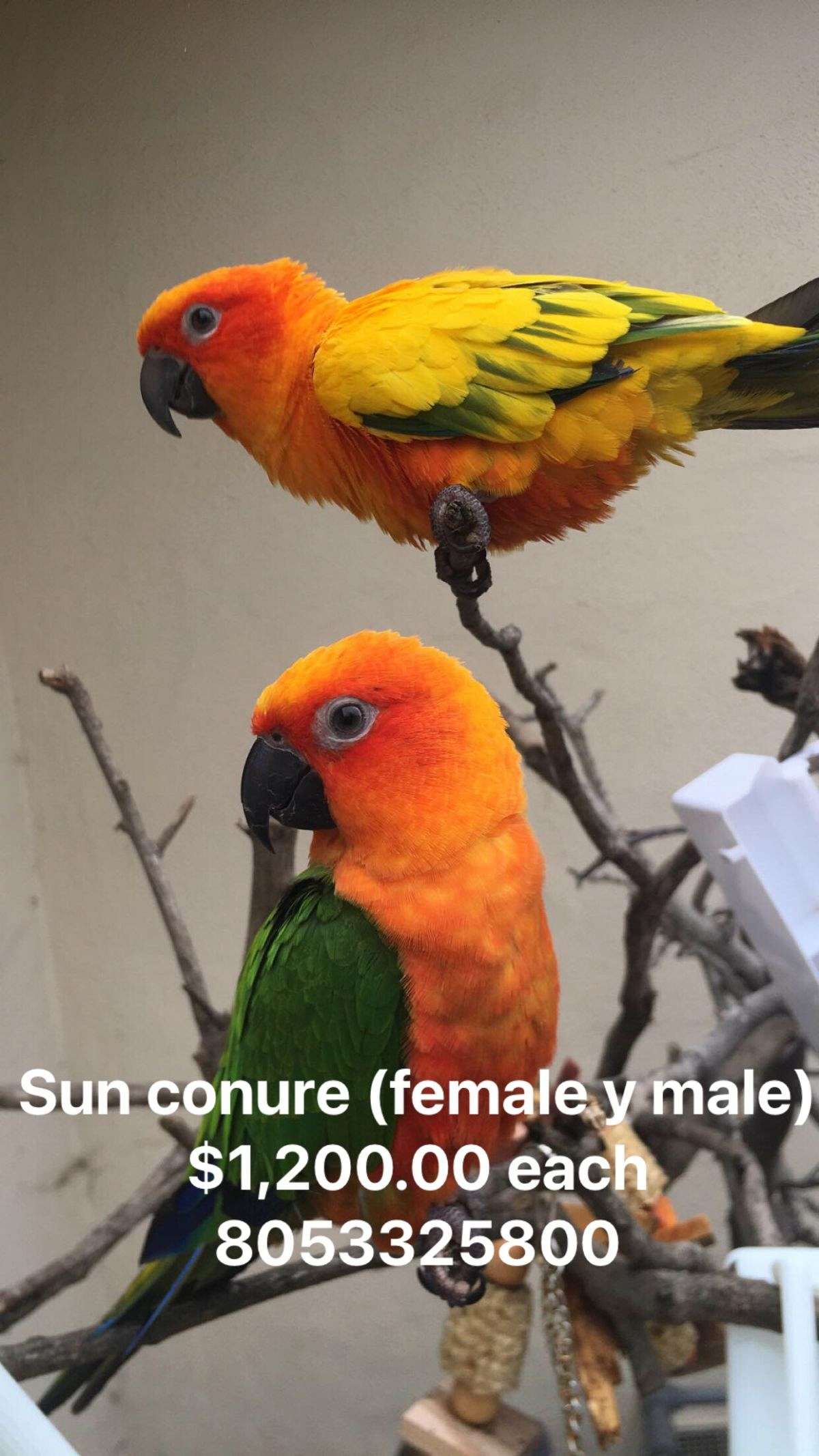 Jenday/sun conure
