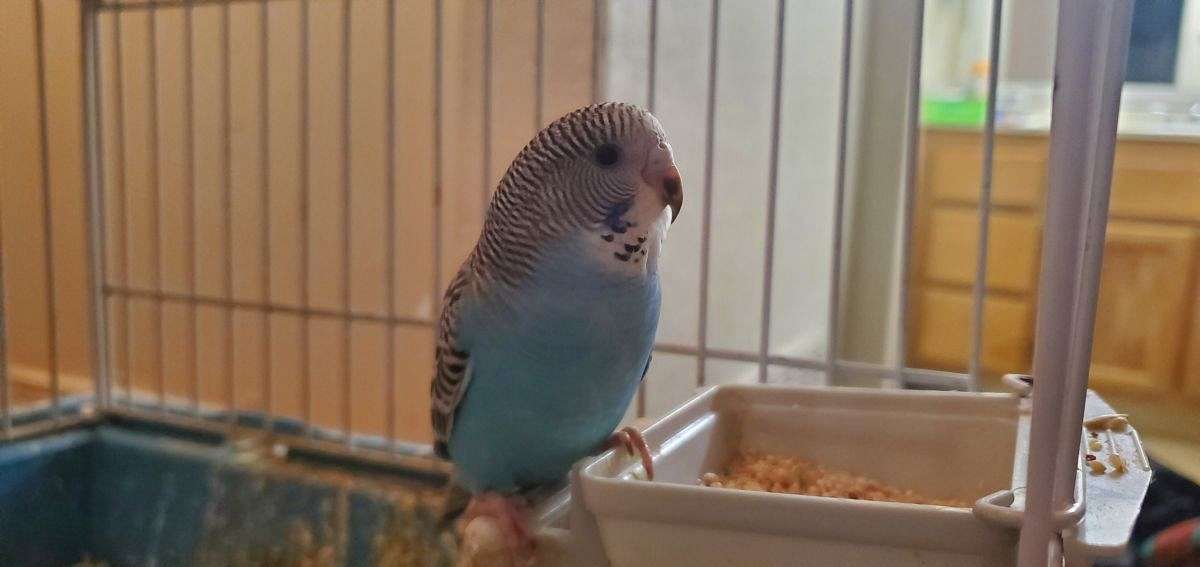 Parakeet bird cages Parakeet Babies for Sale 30 USD eachand