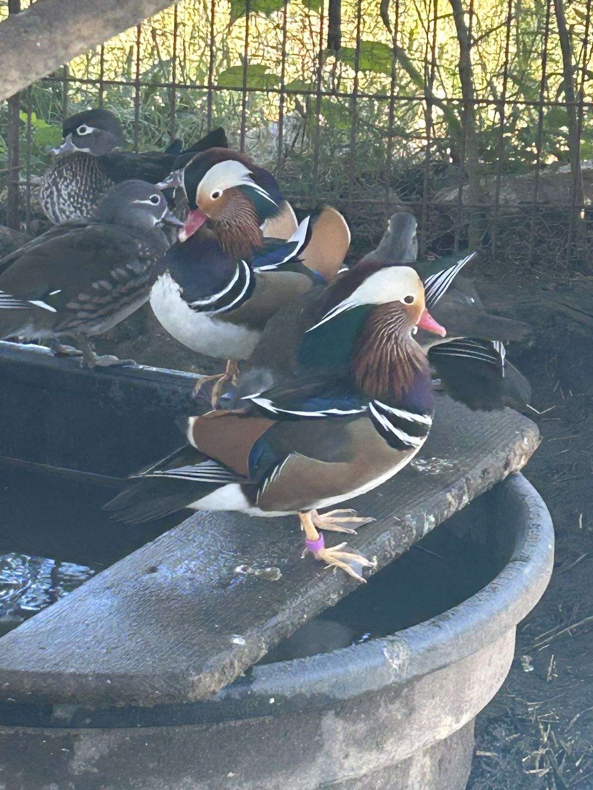 Mandarin ducks