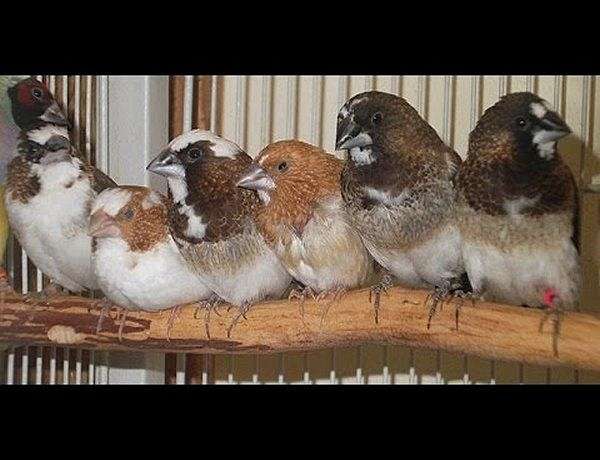 society finches for sale near me