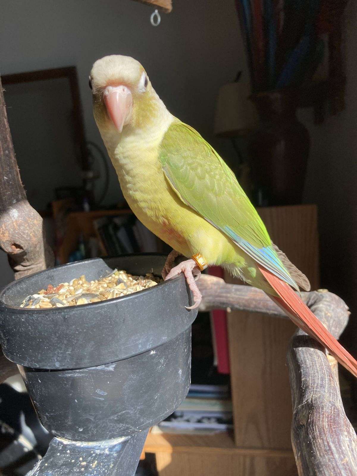 Greencheek Conures-Cinnamon