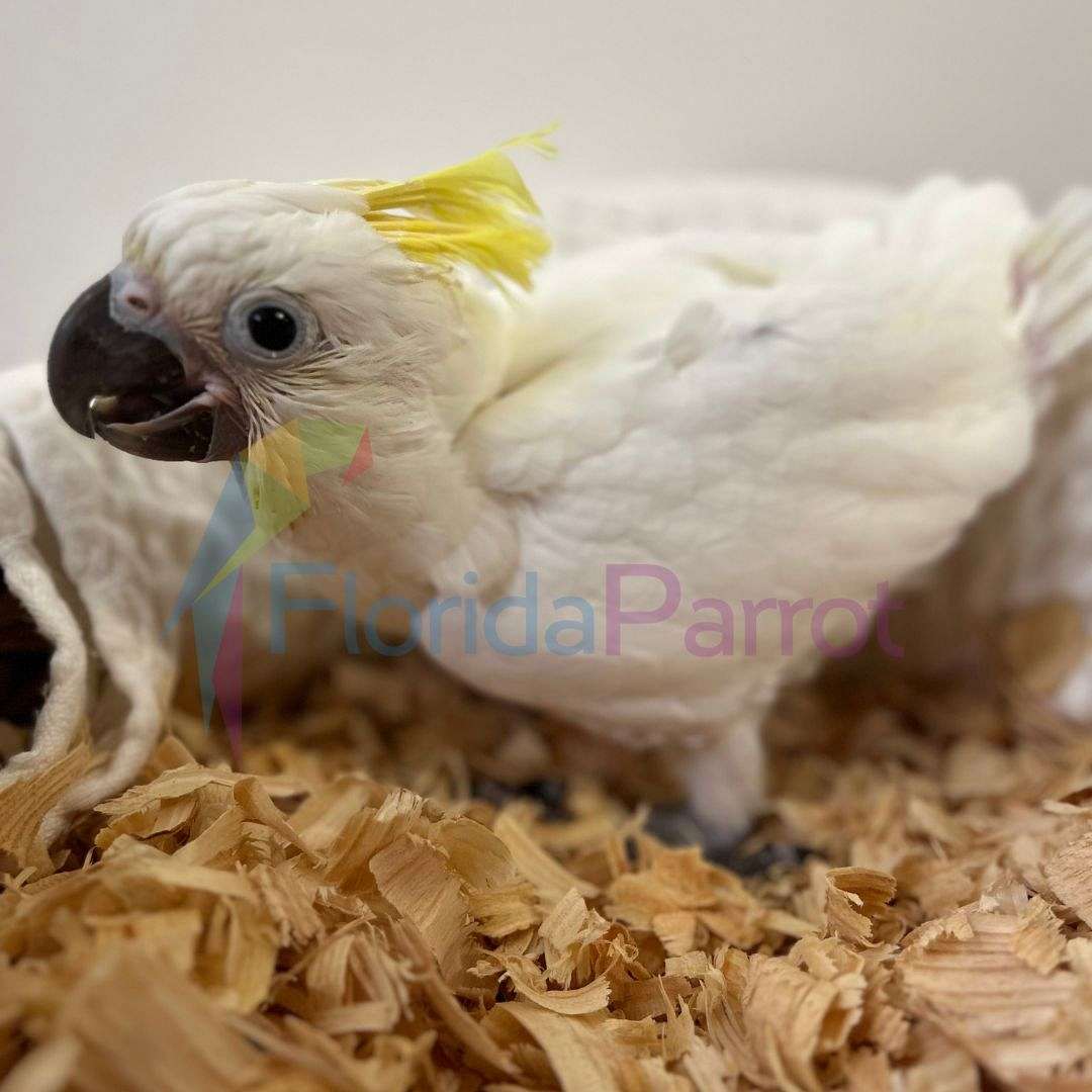 Triton Cockatoo