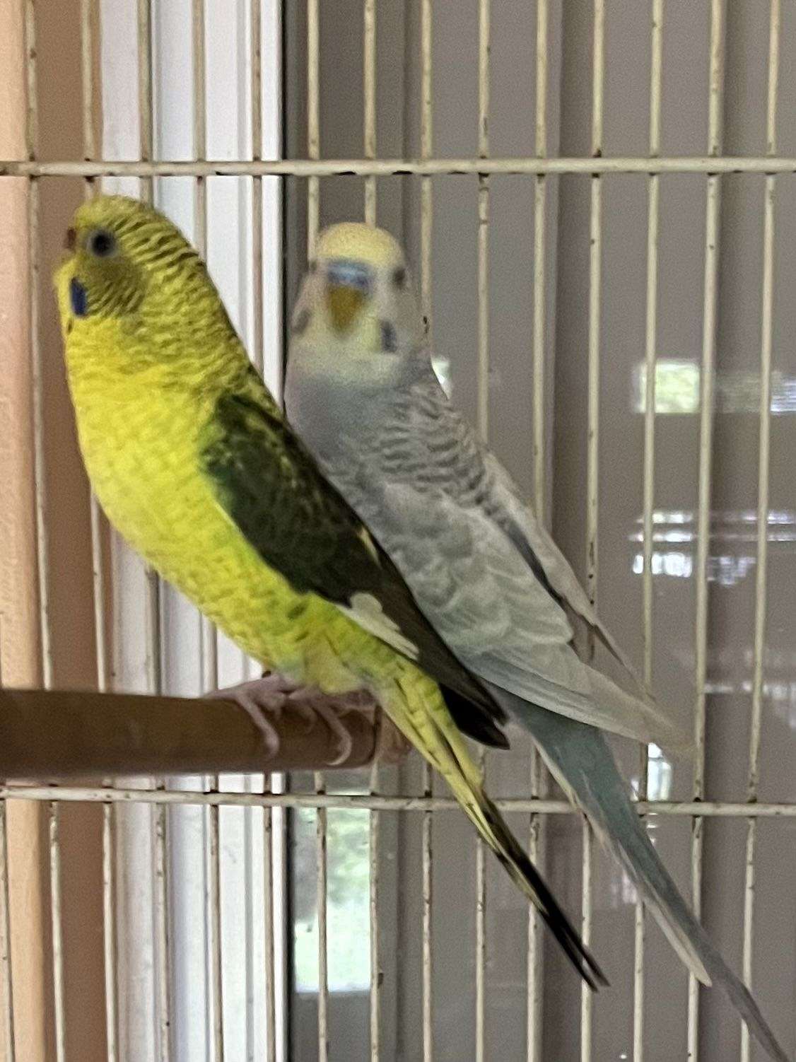 Black wing parakeets and splits