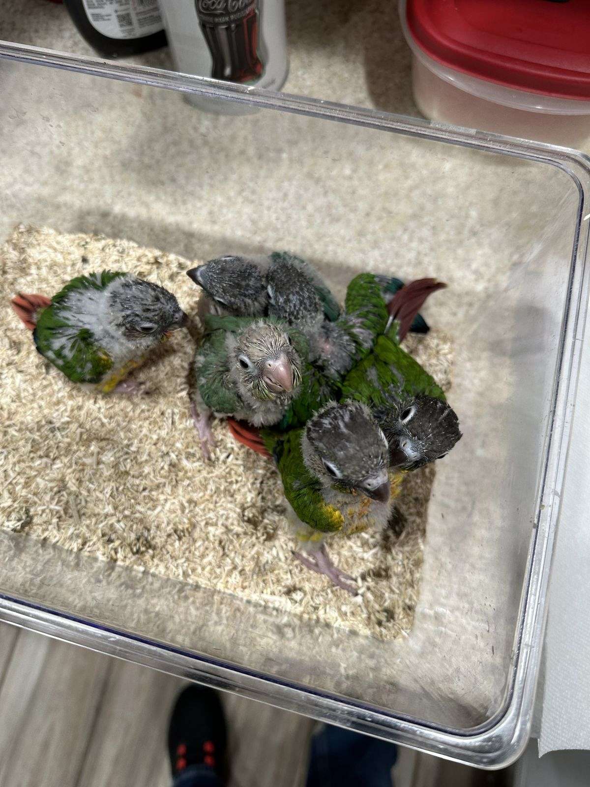 Green Cheek Conure Babies