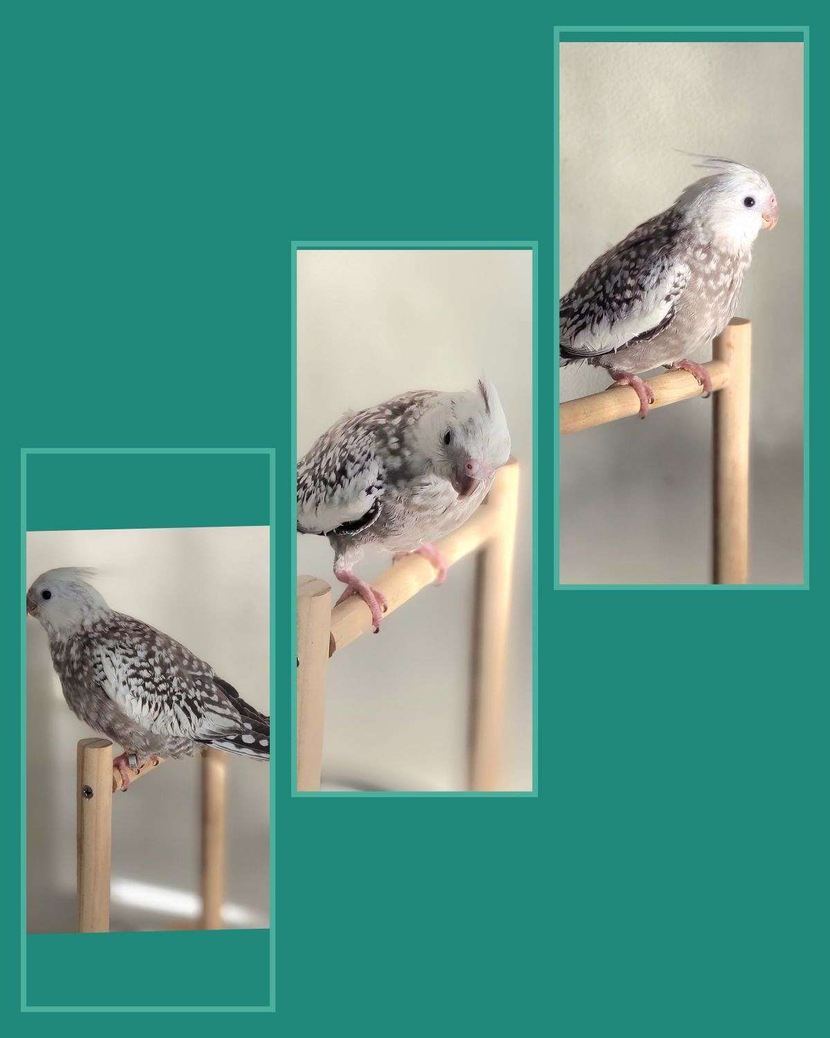 whiteface-pearl-cockatiel-female-170