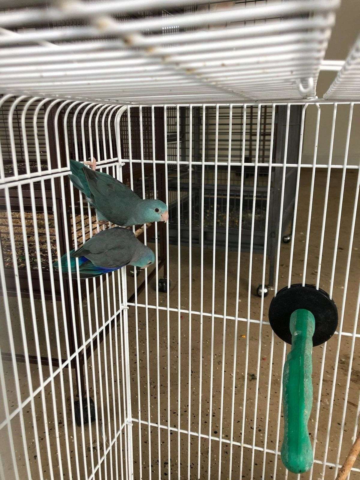 Parrotlet Beautiful Birds