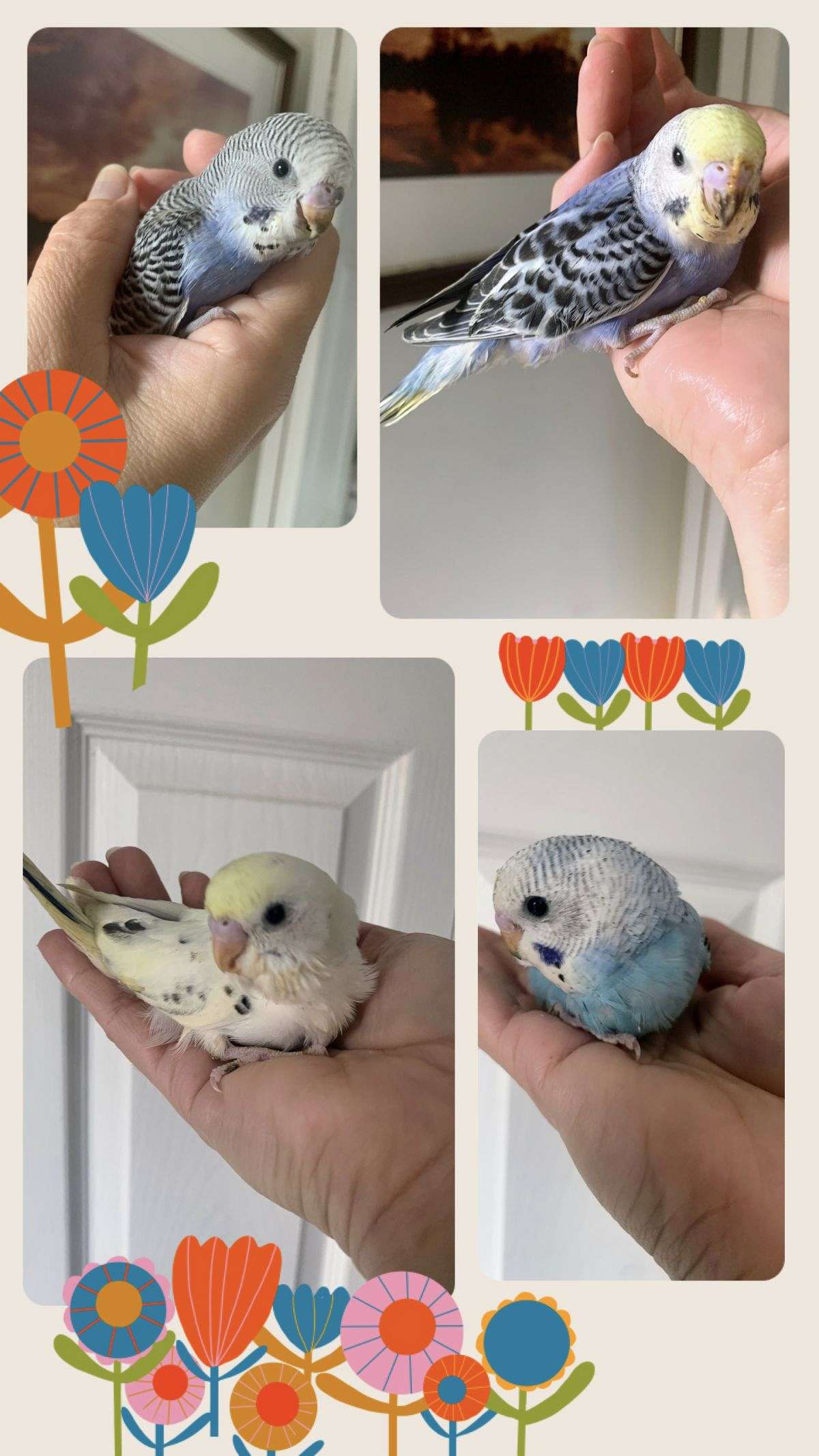 Parakeet babies handfed close the weaned and weaned