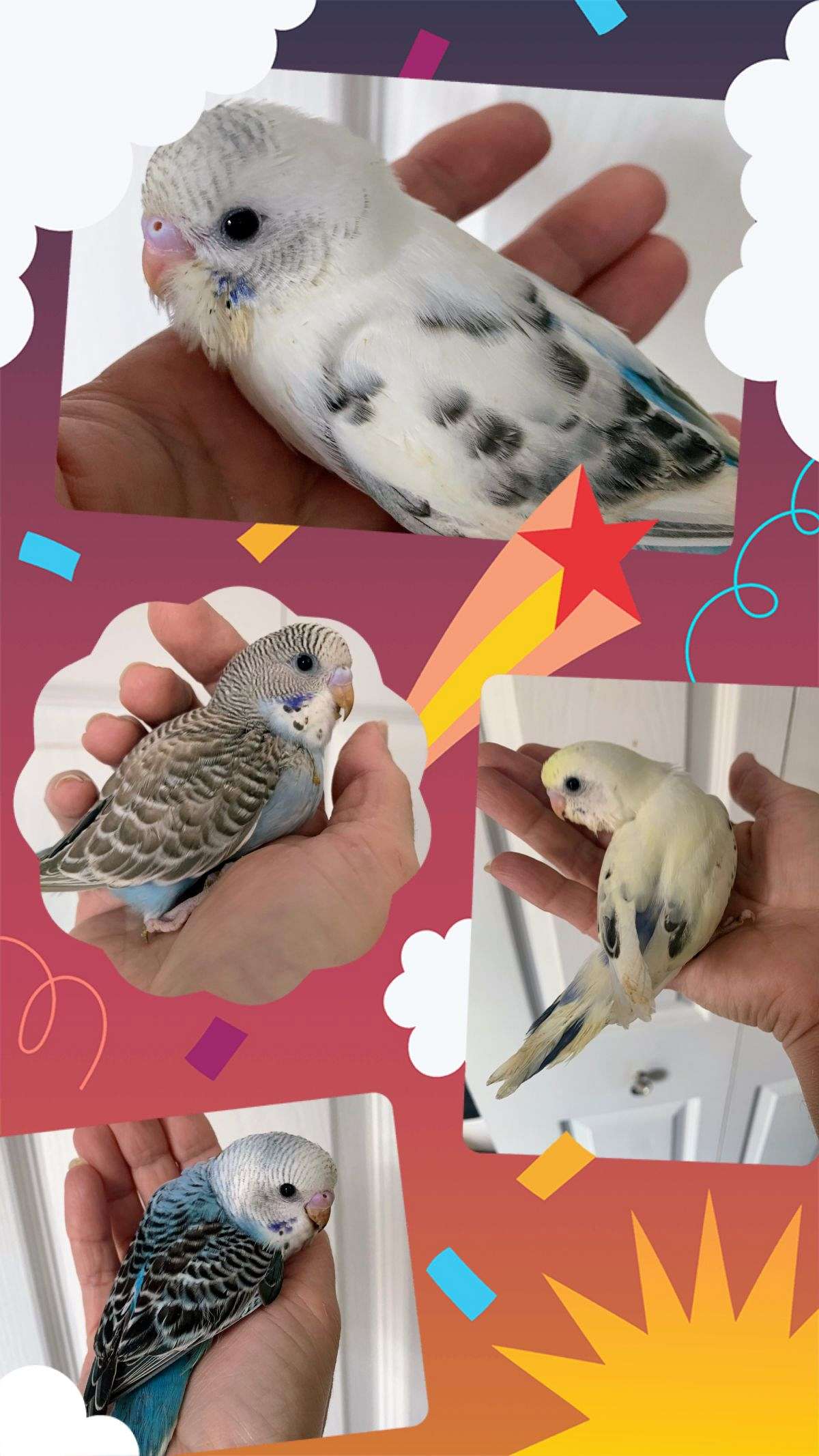 Parakeet babies handfed close the weaned and weaned