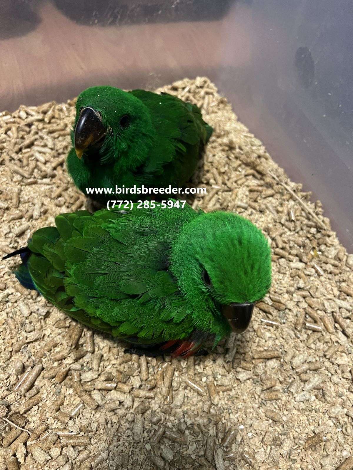 Baby Pure Vosmaeri Eclectus Available At $3, 000 Each If 2 Taken Each Time