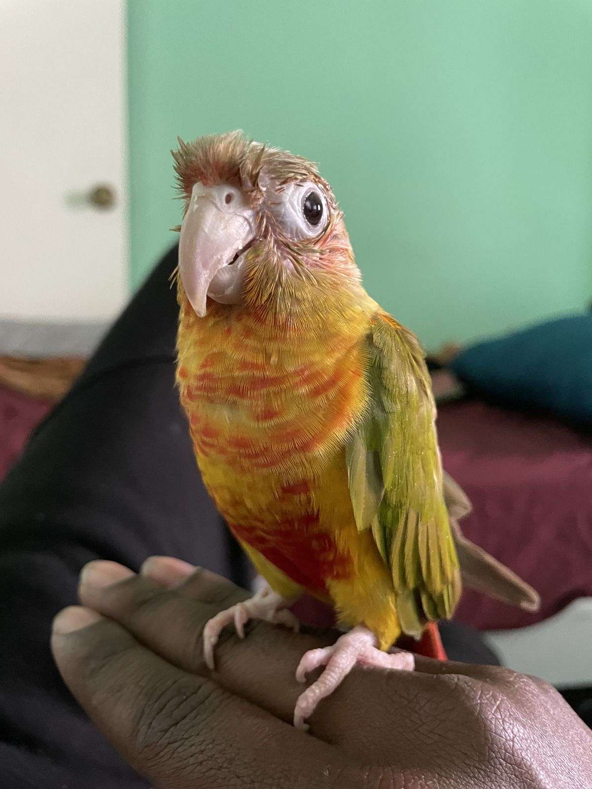 Red factor green cheek conure