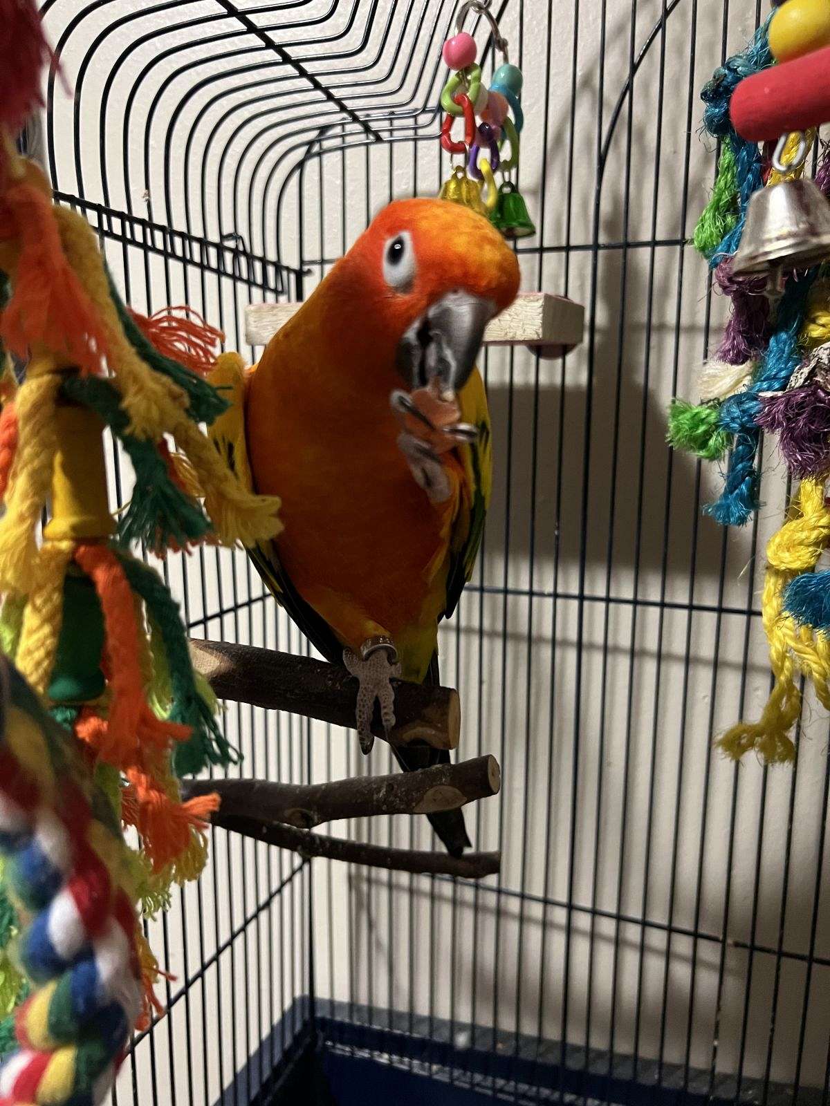 Sun conure for Sale