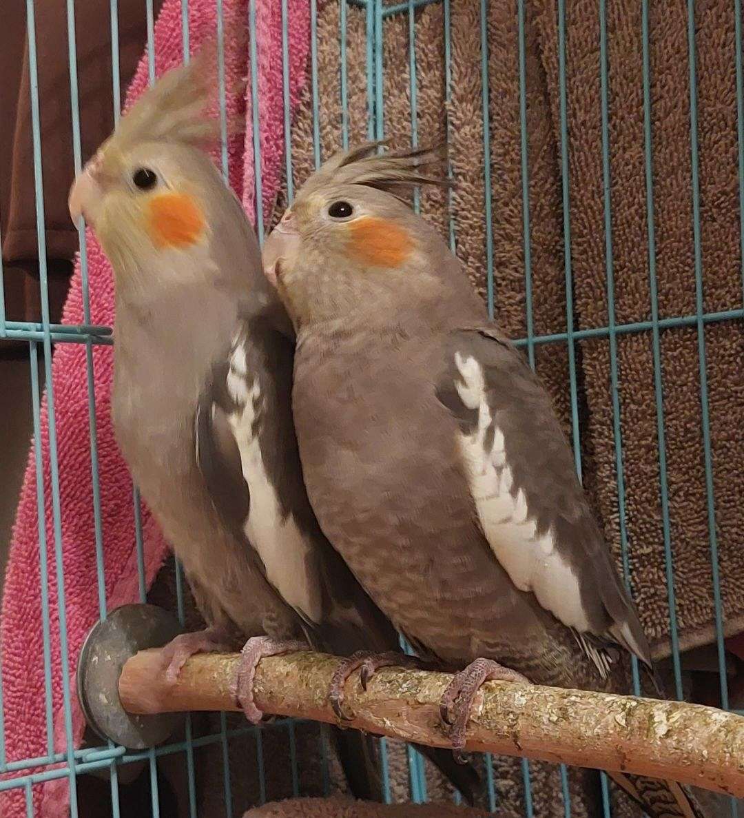 Baby Cockatiels