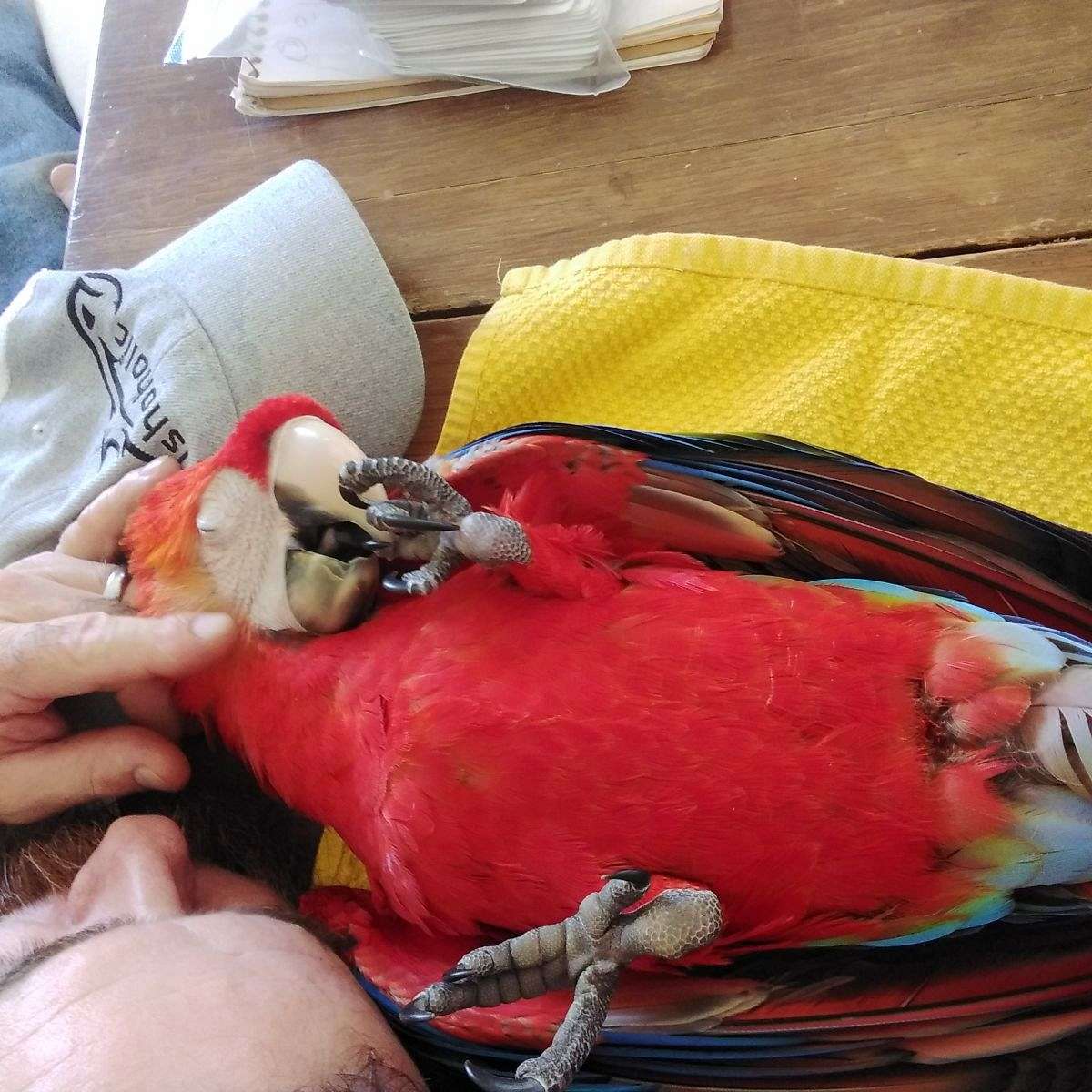 baby-female-scarlet-macaw