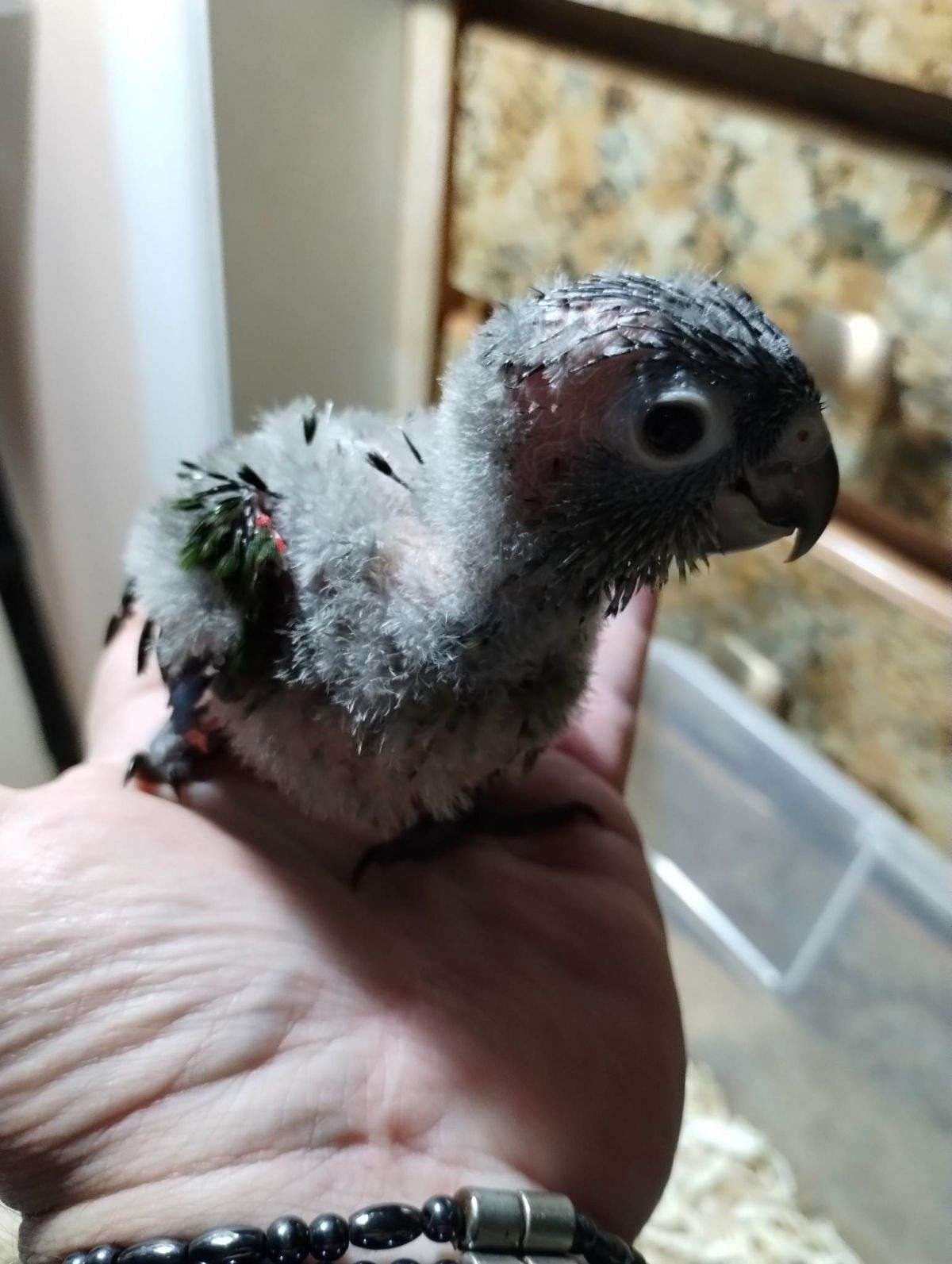 Baby Opaline Black Capped Conures