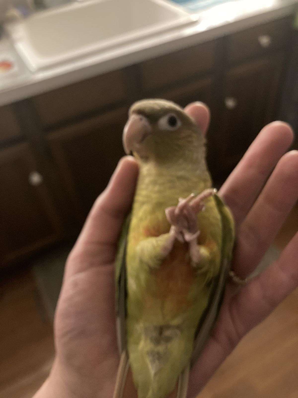 Pineapple baby conures